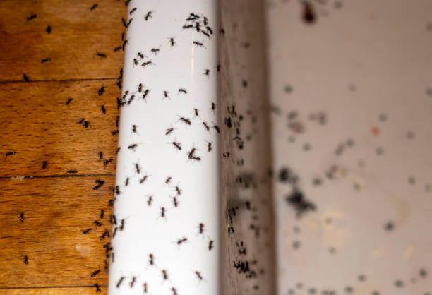 Best Ant Control Services  in Minor, AL